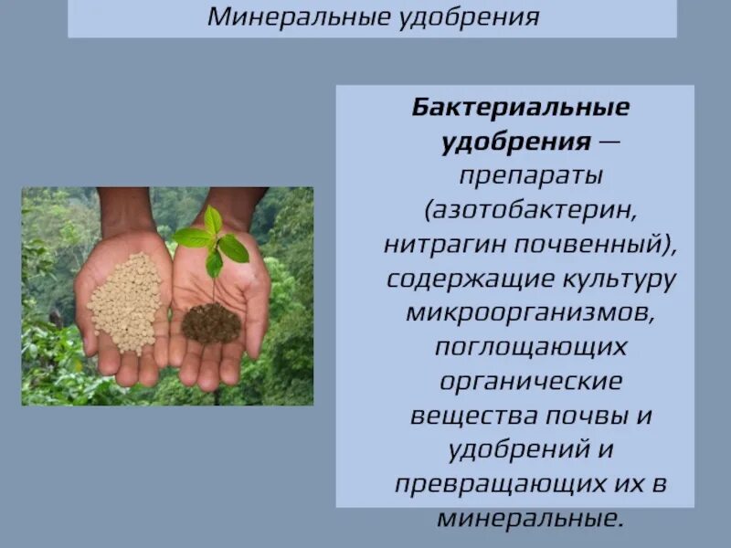 Использование бактериальных удобрений
