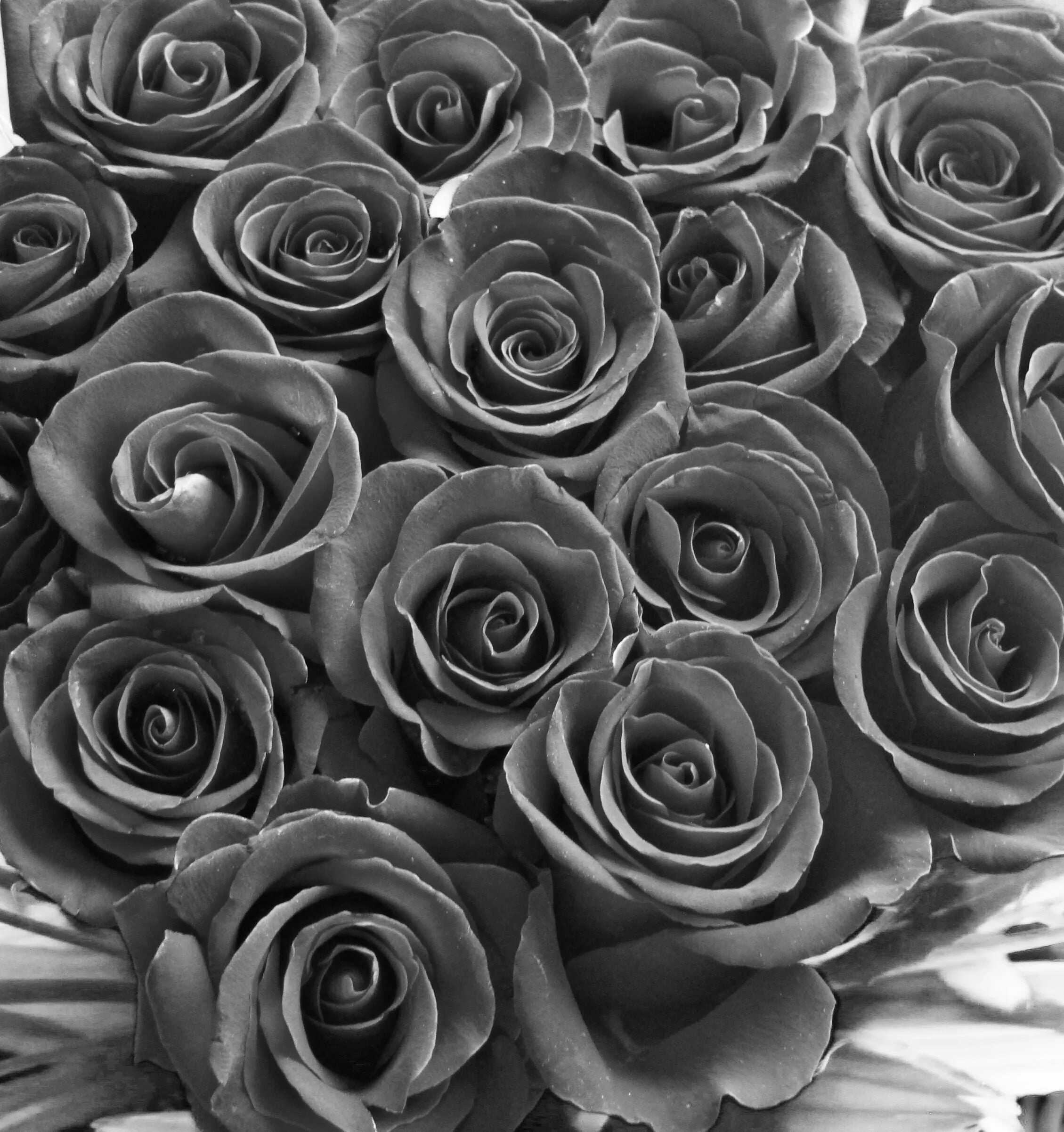 Серно черный цвет. Серые цветы. Красивый серый цвет. Красивые цветы в сером цвете. Темно серые цветы.