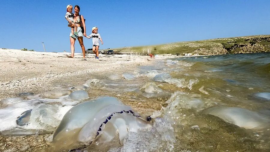 Медузы в азовском море 2022. Медузы 2022. Медуза корнерот. Медузы в щелкино 2022. Медузы в должанской 2022.