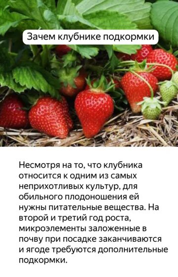 Подкормка клубники во время плодоношения дрожжами рецепт. Полить клубнику дрожжами. Схема подкормки клубники. Как подкормить клубнику дрожжами. Удобрение для клубники весной.