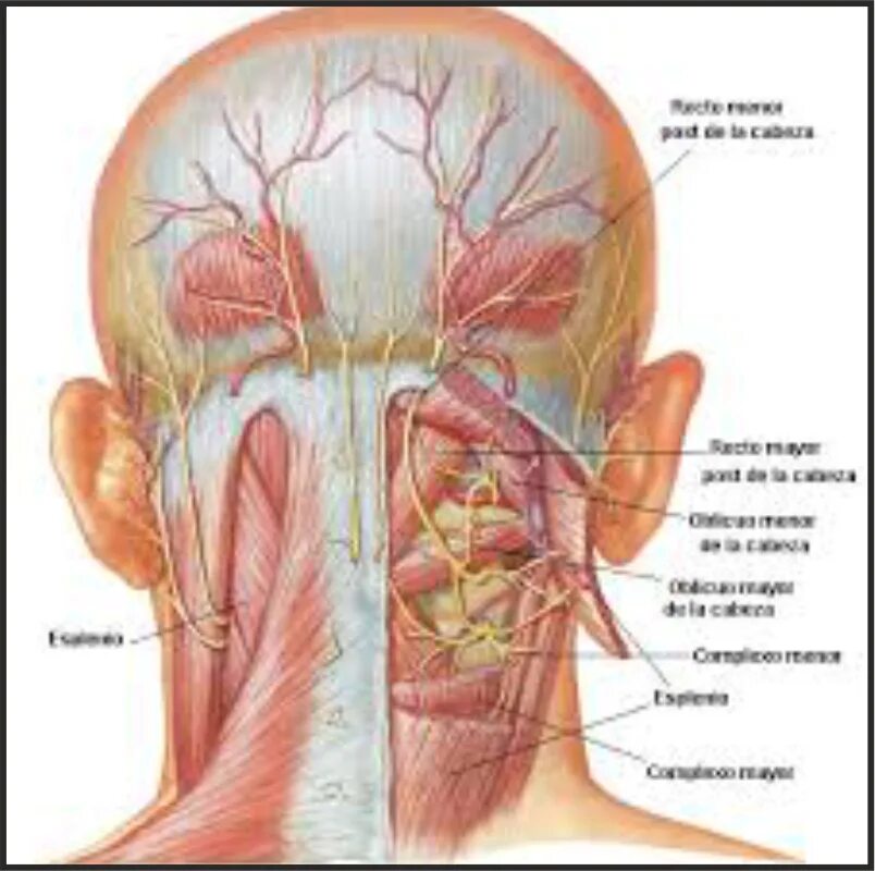 Причины боли у основания черепа. Шишки у основания черепа. Шишка на затылочной части шеи. Шишка на затылке у основания черепа.