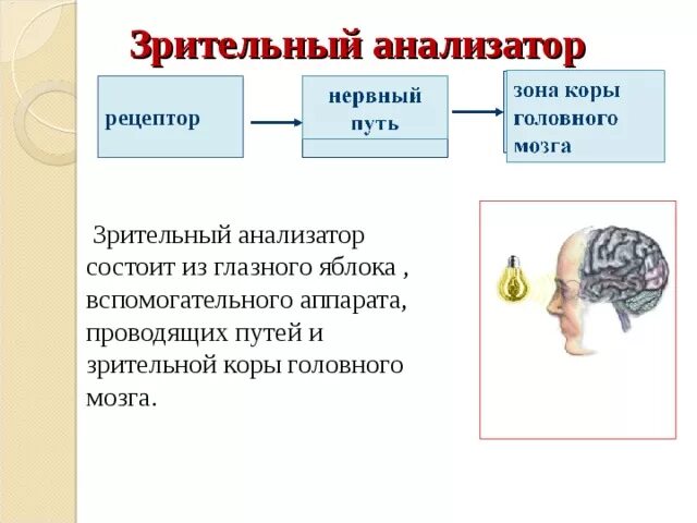 Зрительные рецепторы это. Рецепторный аппарат зрительного анализатора. Рецепторный аппарат зрительного анализатора функции. Зрительный анализатор состоит. Функции рецепторного отдела зрительного анализатора.