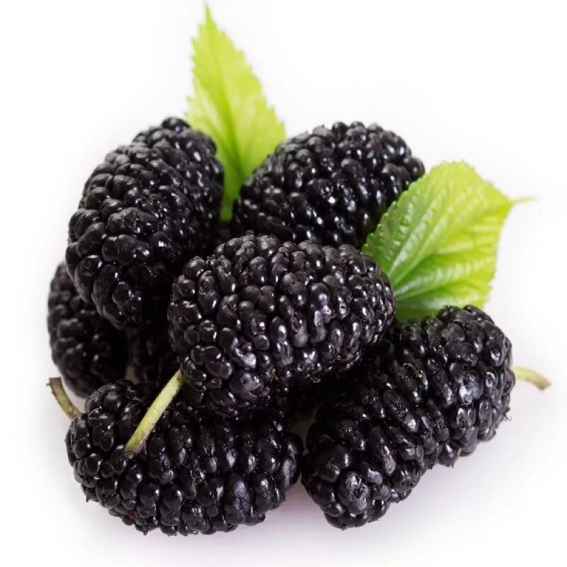Шелковица черный принц описание. Mulberry шелковица. Тутовник шелковица. Шелковица черная (Morus nigra). Шелковица ягода.