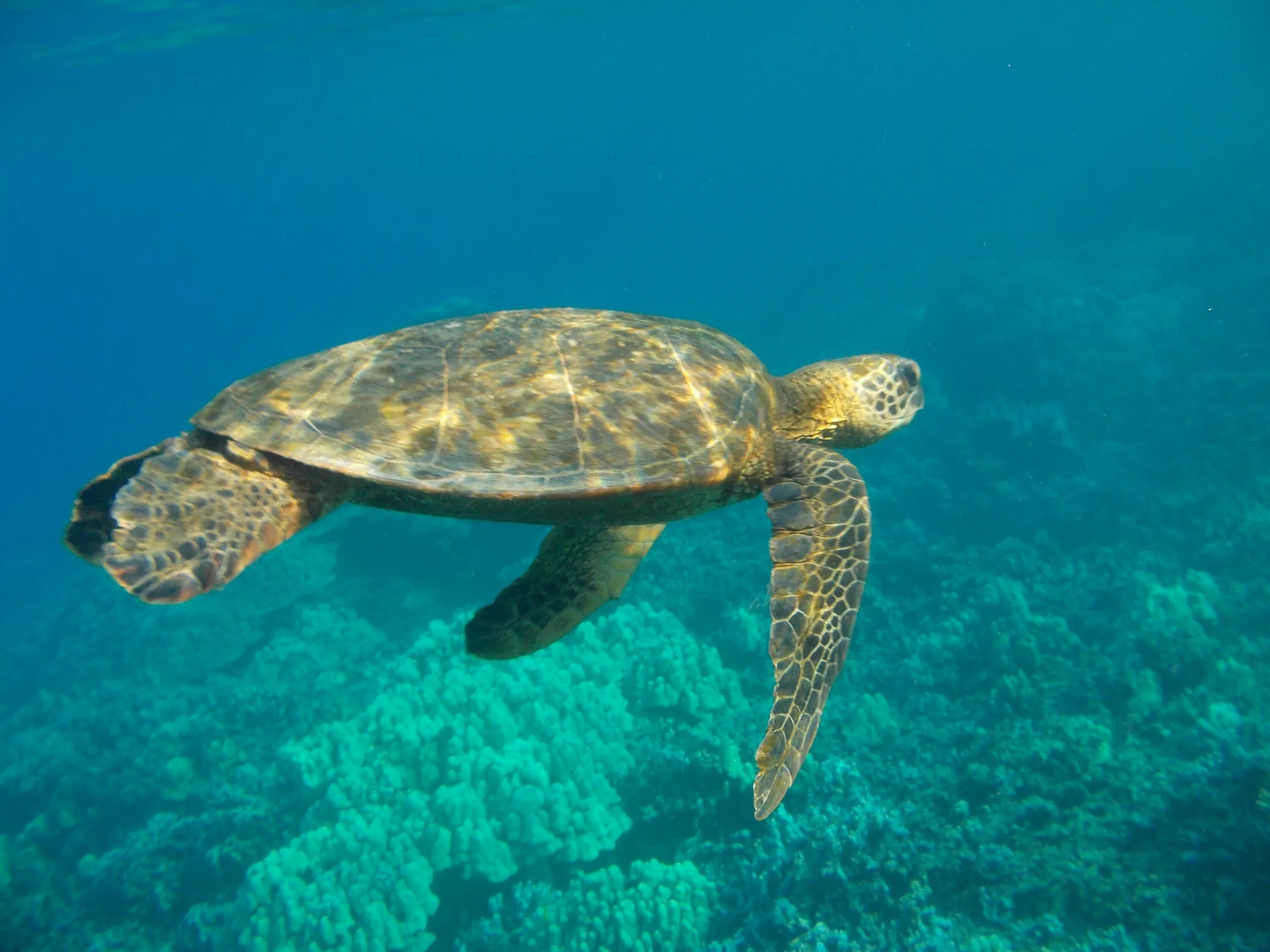 Какой группе морских обитателей относится морская черепаха. Морская черепаха бисса. Морская черепаха бисса настоящая Каретта. Зеленая (суповая морская черепаха). Зелёная черепаха и бисса.