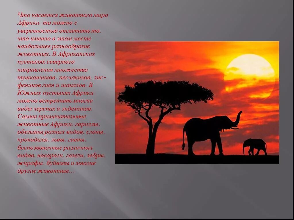 Доклад животные африки. Тема Африка. Проект животные Африки. Проект на тему животные Африки. Африканские животные презентация.