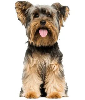 Yorkshire Terrier Png Pic.