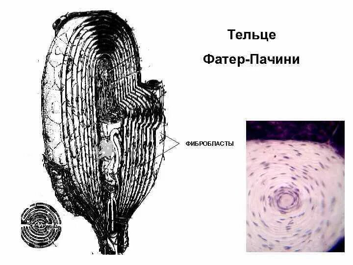 Пластинчатые тельца фатер-Пачини. Пластинчатое тельце фатера-Пачини. Тельце фатера Пачини препарат. Тельце фатера Пачини гистология. Тельца фатера