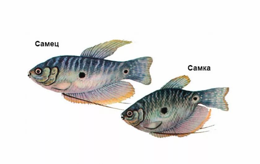Как отличить рыбок самца от самки. Гурами мраморный самец и самка. Гурами мраморный самец. Гурами аквариумная рыбка как отличить самца от самки. Гурами самец и самка.