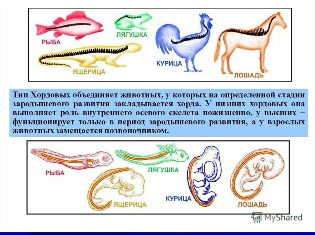 Осевой скелет у хордовых хордовых. Хорда позвоночных. Хорда у животных. Этапы развития хордовых.