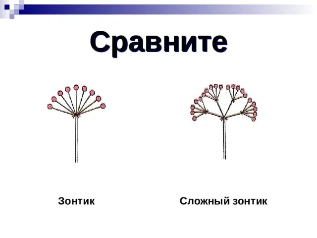 Презентация на тему соцветия 6 класс