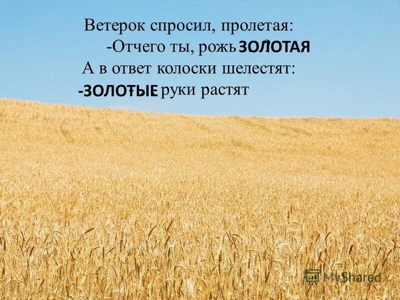 Ветерок спросил. Золотая рожь и золотые руки. ветерок спросил пролетая отчего ты рожь золотая. предложение золотая рожь. стих ветерок спросил пролетая отчего ты рожь золотая.