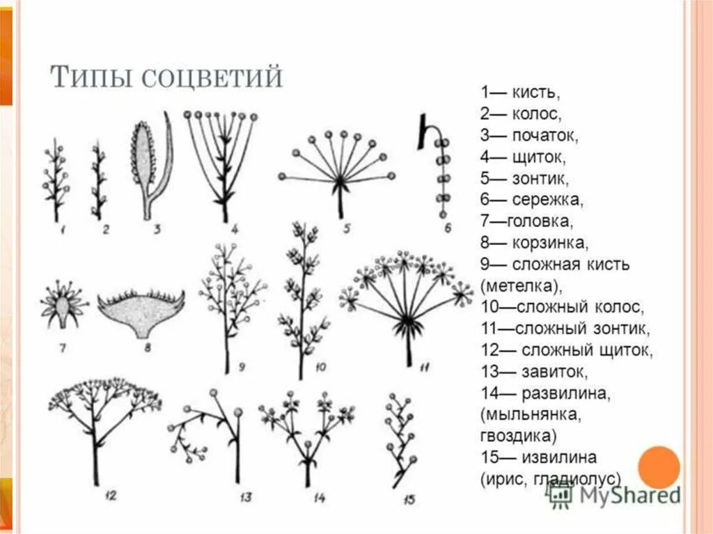 Типы соцветий покрытосеменных растений. Щиток кисть сложный зонтик початок. Соцветия сложный зонтик кисть головка. Соцветия растений таблица.