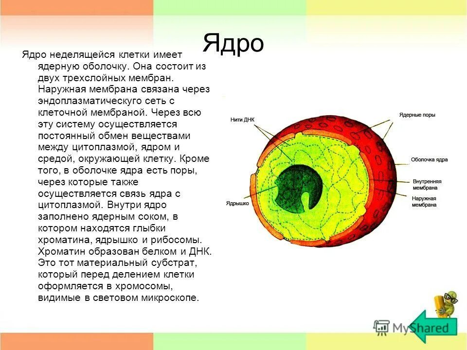 Для какой клетки характерны ядру. Строение ядра неделящейся клетки. Ядро ядрышко мембрана.