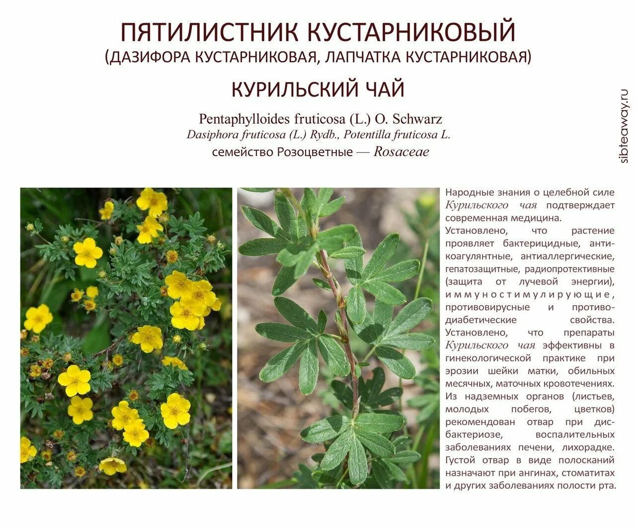 Лапчатка описание сортов. Курильский чай (пятилисточник). лапчатка курильская. лапчатка кустарниковая (курильский чай) (dasiphora fruticosa).
