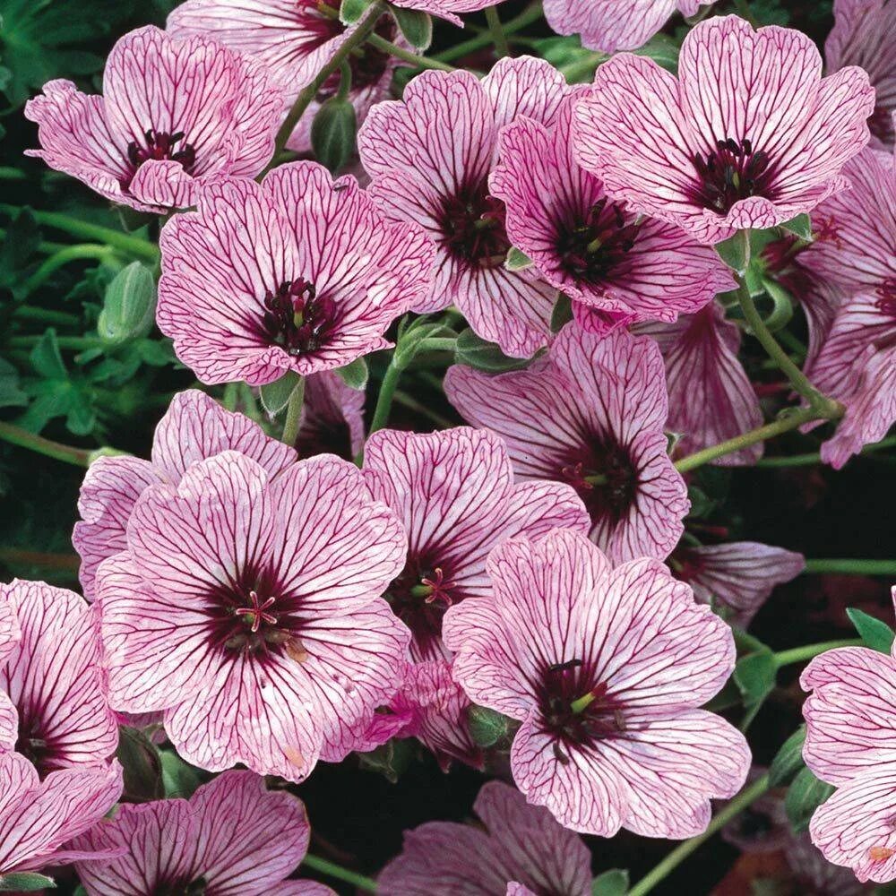 Герань пепельная "Ballerina" (Geranium cinereum). Герань пепельная Ballerina. Герань Розанна. Герань пепельная Ballerina балерина.