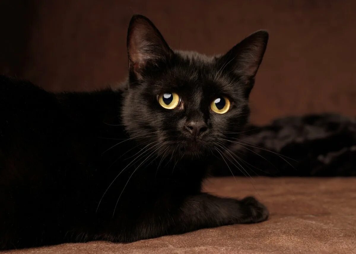 Порода черной кошки с желтыми глазами. Бомбейская кошка. Британская Бомбейская кошка. Бомбейская черная кошка. Бомбейская кошка черно белая.