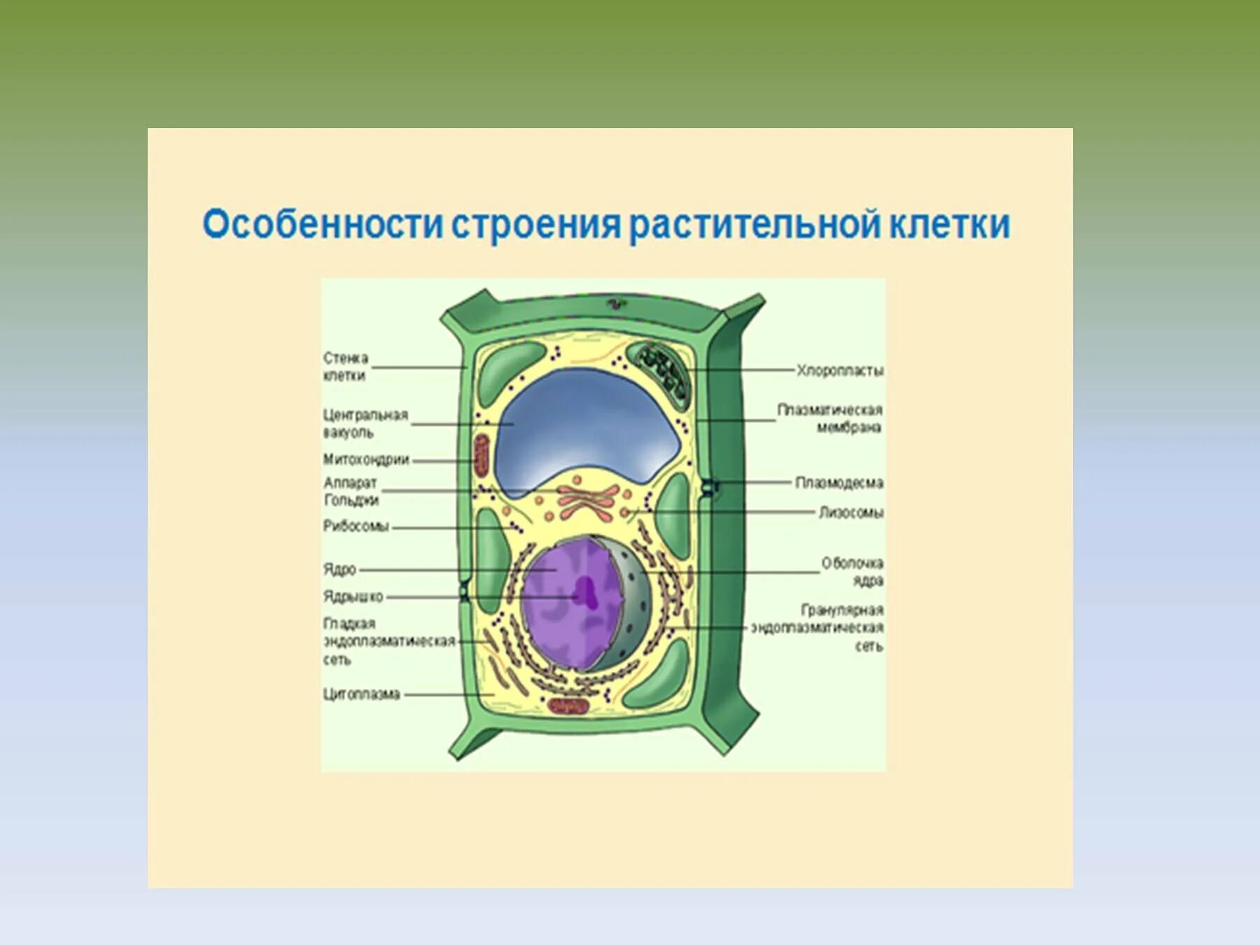 Структура биологической клетки. Строение растительной и животной клетки 5 класс биология. Строение растительной клетки 5 класс биология. Биология 5 кл строение растительной клетки. Строение клетки растения и животного 5 класс биология.