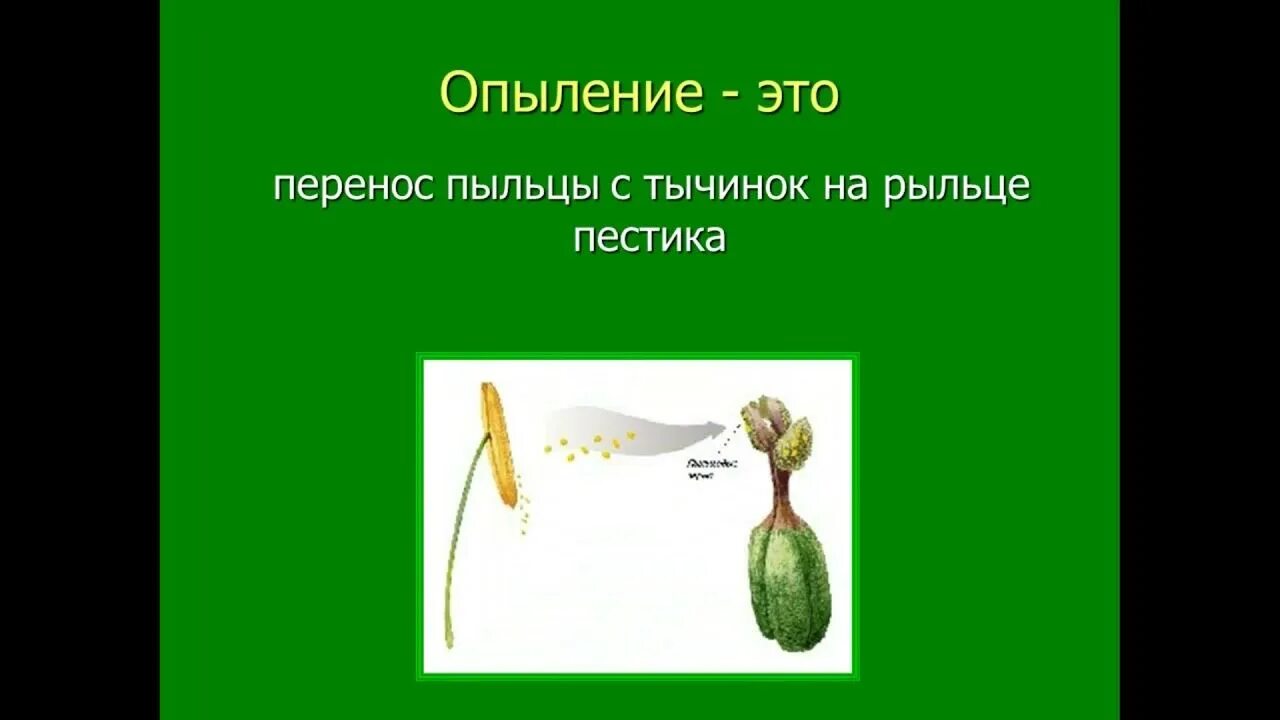 Имеет увеличенную длину способствуя опылению ветром