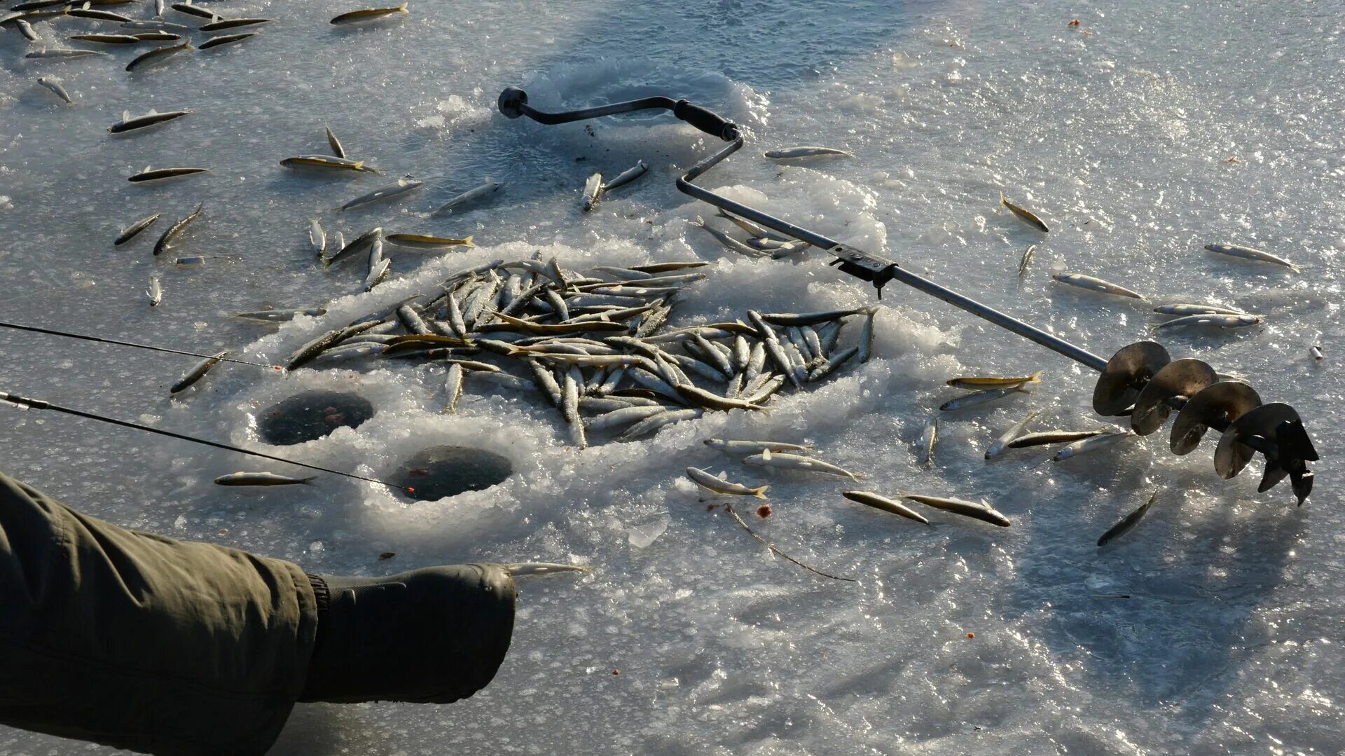 Зимняя рыбалка на корюшку. Зимняя рыбалка в Приморье. Зимняя рыбалка в Приморском крае. Подледная ловля рыбы. Улов приморская