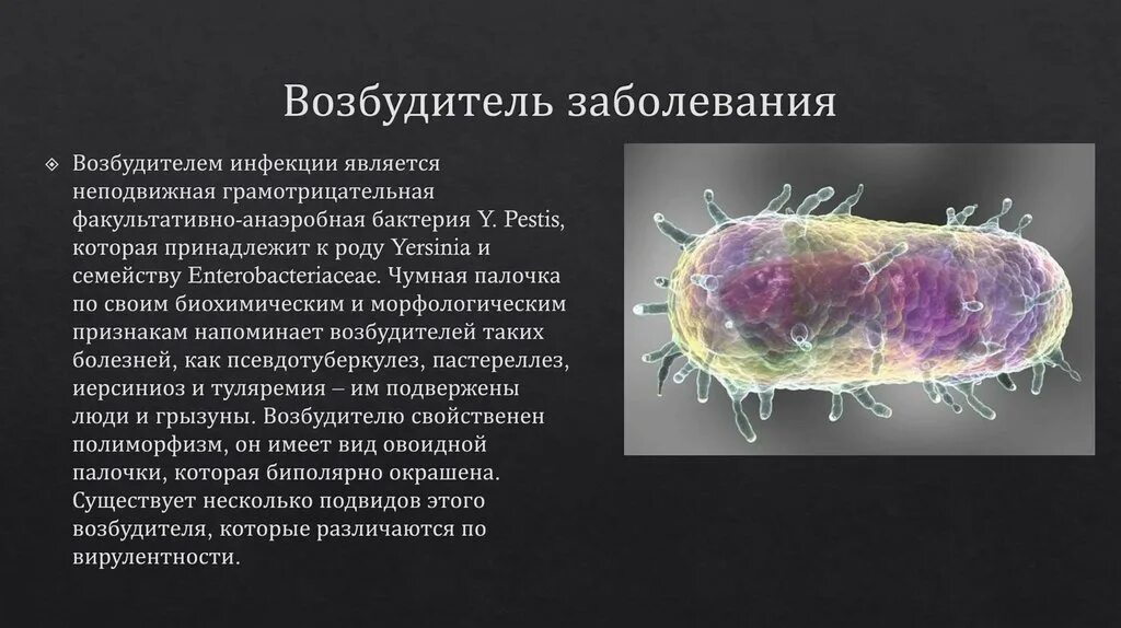 Возбудители заболеваний. Инфекционные возбудители. Возбудители биологических инфекций. Что является возбудителем инфекционных болезней. Заболевания простейших животных