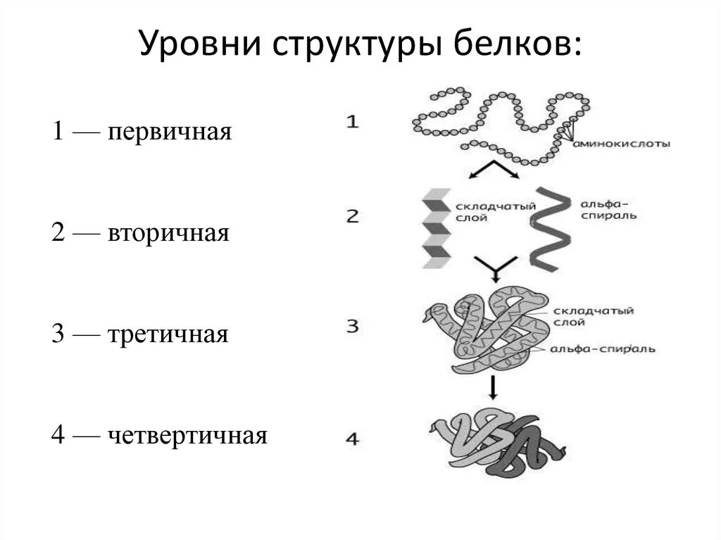 Структуры белка первичная вторичная третичная четвертичная. Структура белка схема. Первичная структура белка схема. Схема уровней структуры белка. Состав первичной организации