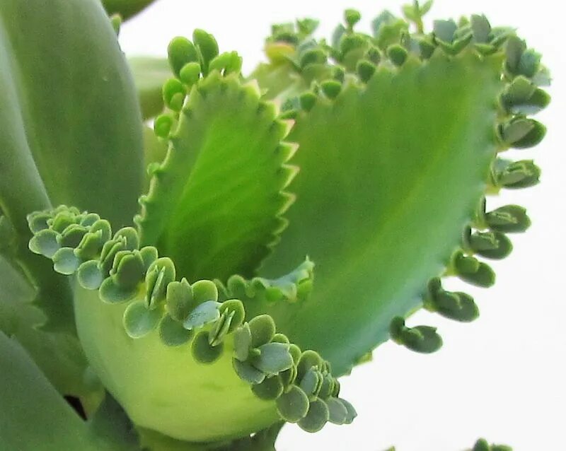 Бриофиллум Дегремона. Каланхоэ пильчатолистное (Kalanchoe serratifolium). Каланхоэ перистое Kalanchoe pinnata. Каланхоэ бриофиллум Дегремона. Как разводить каланхоэ