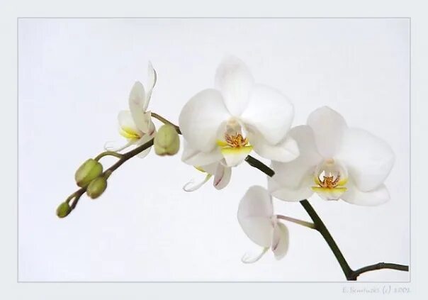 Orchid авторов. Фаленопсис charleston. Orchid авторов. Фотопечать орхидея. Книги про орхидеи лучшие.