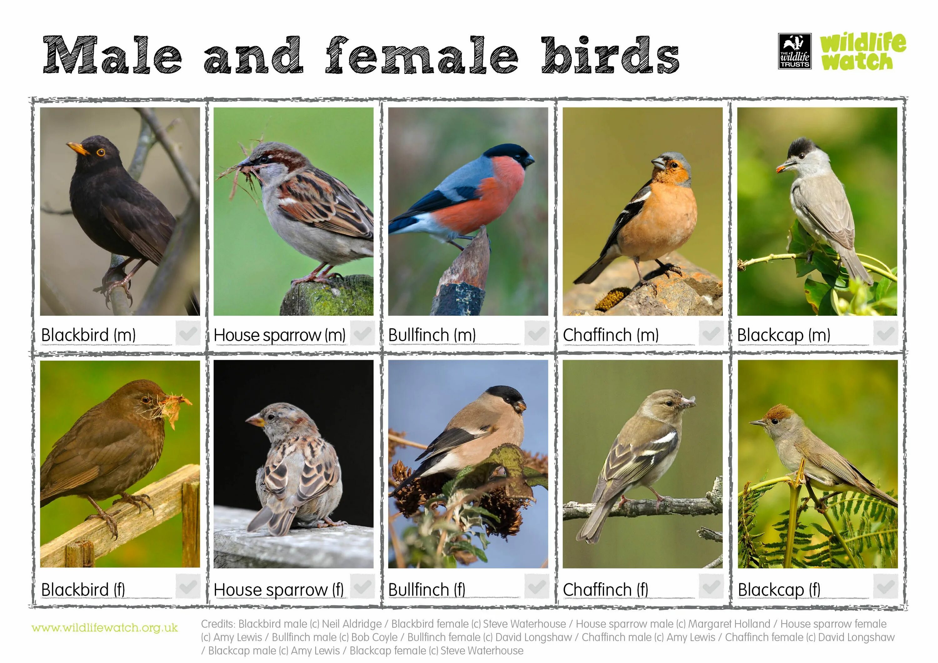 Male and female Birds. Watch Wildlife. Forest Birds виды на английском. Kinds of Birds.