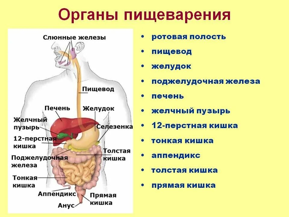 Пищи по пищеводу причины. Системы органов человека пищеварительная система. Общее строение пищеварительной системы человека. Пищеварительная система строение и функции желудка и кишечника. Основные органы пищеварительной системы человека схема.