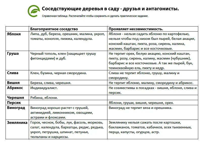 Совместимость яблони