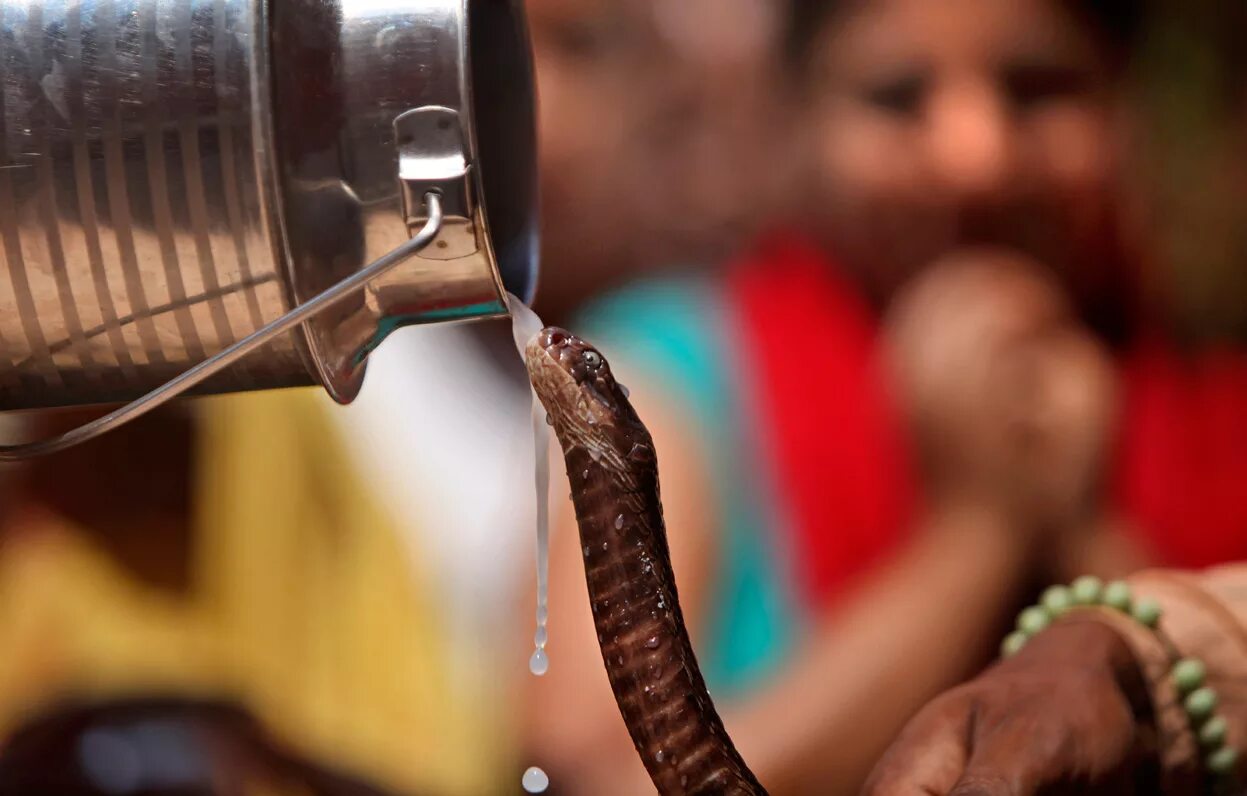 индусы пьют молоко. культ животных в индии. индийская корова. индусы пьют молоко. доение коров.