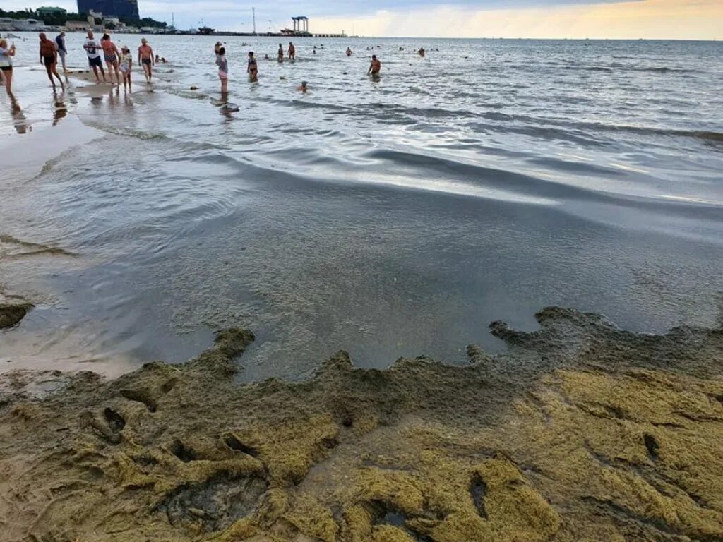 Водоросли в анапе. Камка в Анапе. Анапа водоросли на пляже. Камка на пляже. Пляж Анапы сейчас водоросли.