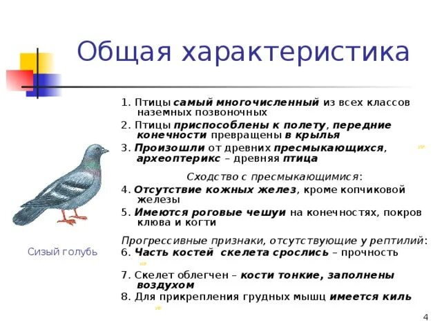 Перечислите особенности птиц