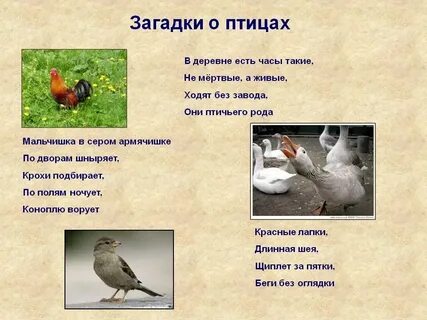 Где птица на рондо