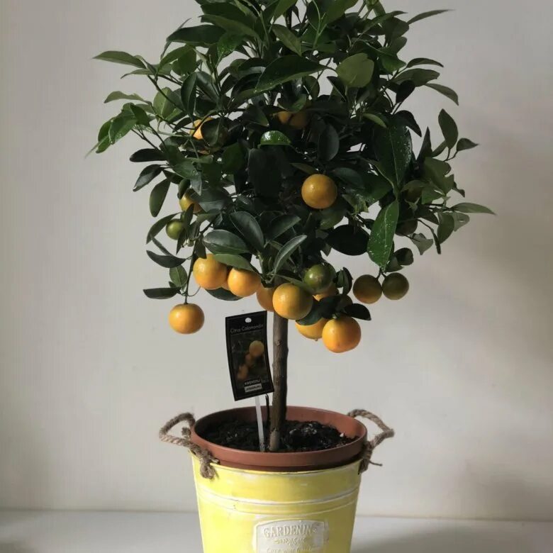 цитрофортунелла микрокарпа. мандариновое дерево лиски. комнатное дерево мандарин таджелин. 40306n. бонсай мандариновое дерево.