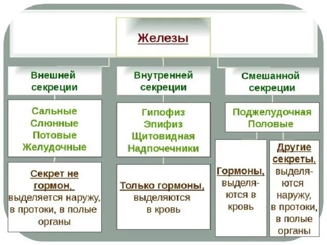 Железы внешней внутренней и смешанной секреции 8 класс. Железы внешней секреции 8 класс биология. Железы внешней секреции таблица. Железы внутренней внешней и смешанной секреции таблица. Чем характеризуются железы внешней секреции