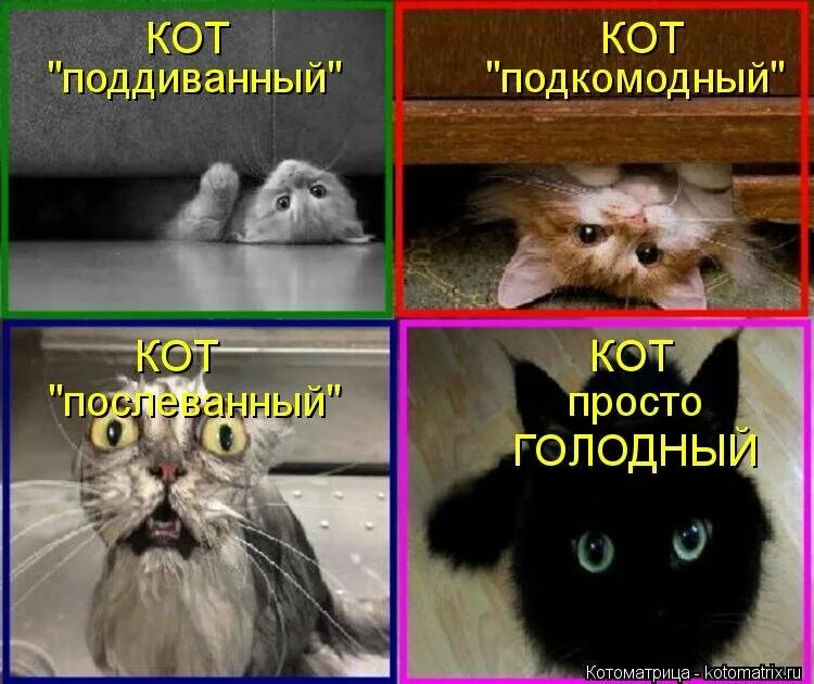 Котэ сборник 2023. Мемы с котиками. Кот Мем. Смешные котики со словами. Мемы про котов.