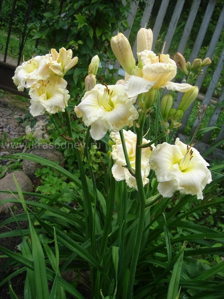 Купить лилейники саженцы. Лилейник Alpine Ruffles. Лилейник альпин Раффлз. Лилейник ЭГГ Йорк. Лилейник сорта «Alpine Ruffles».