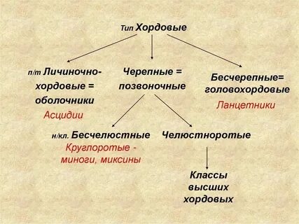Какой тип нервной системы у хордовых