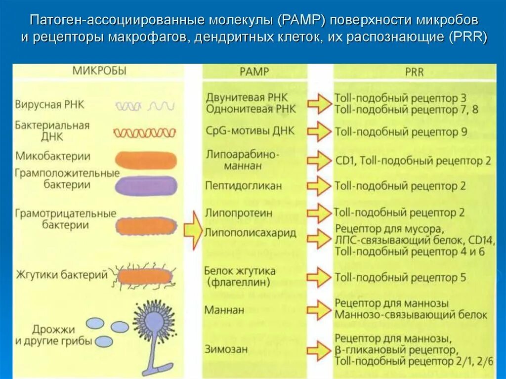 Рецепторы опознавания паттерна. Памп и дамп иммунология. Памп иммунология. Tlr4 рецептор. Дисперсная среда эмульсии эспумизана.