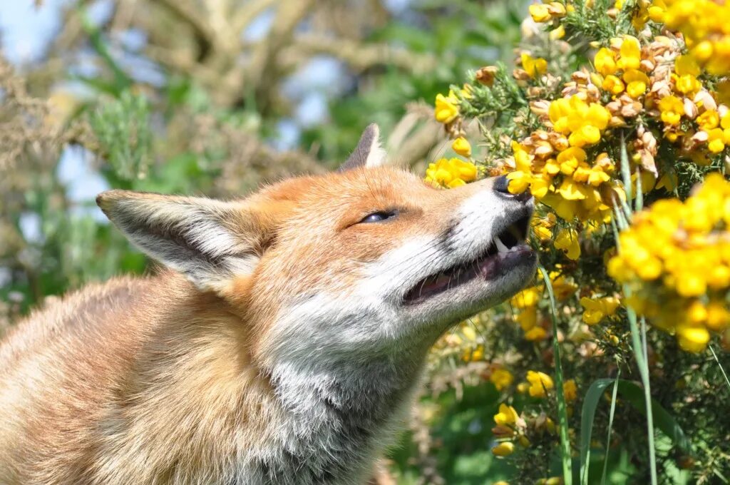 Flower foxes. Лиса и цветы. Лиса нюхает цветок. Лисичка в цветах.