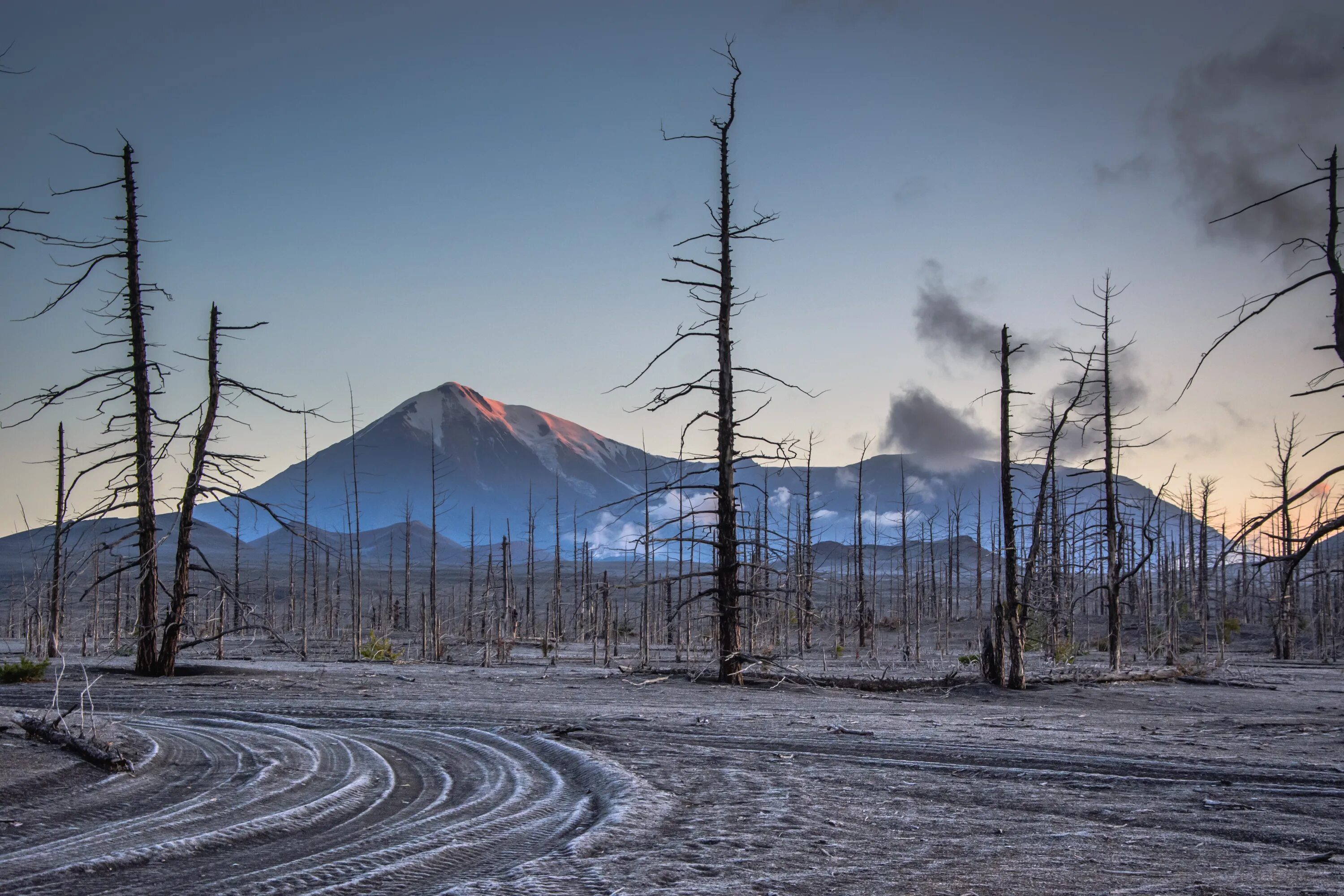 Лес вулкан. Деревья камчатки кроноцкий заповедник. Лес вулкан. Каменноберезовые леса камчатки. Гора шивелуч камчатка.