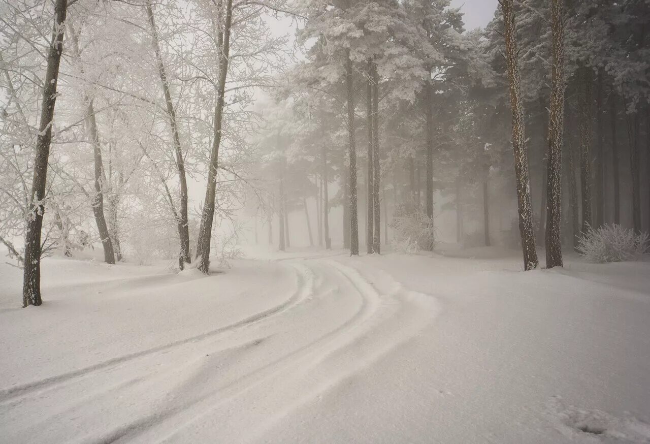 Серый метель. Снегопад в лесу. Зимний лес. Пасмурная зима. Пасмурный зимний день.