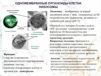 Лизосома это мембранный органоид
