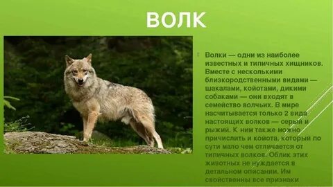 Сообщение о волке 4 класс окружающий мир