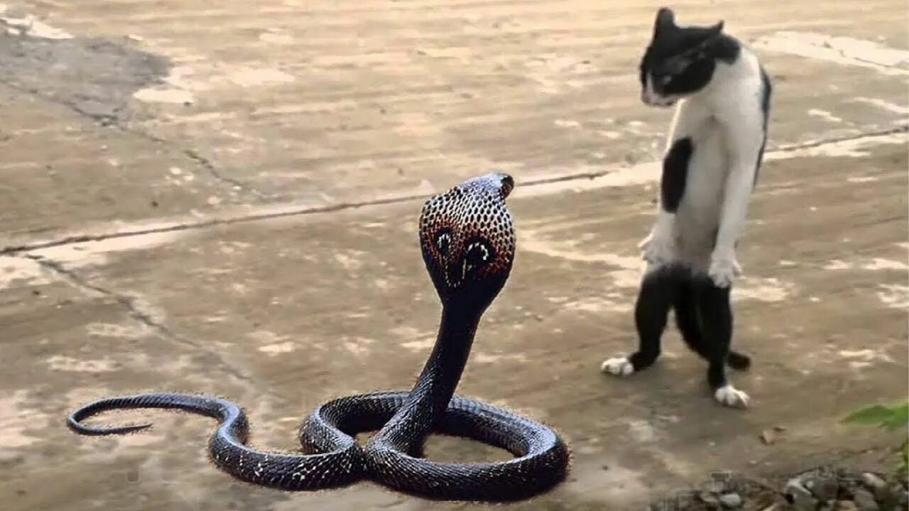 Кошка шипит. Зачем шипишь. Зачем кошка шипит. Зачем кошка шипит. Укус королевской кобры.