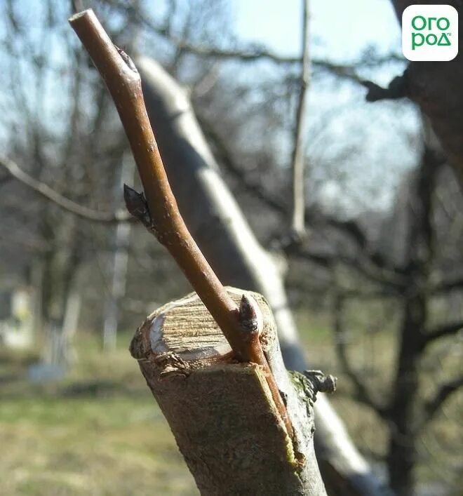 Прививка яблони за кору весной. Прививка под кору яблони. Привой под кору. Прививка яблони за кору.