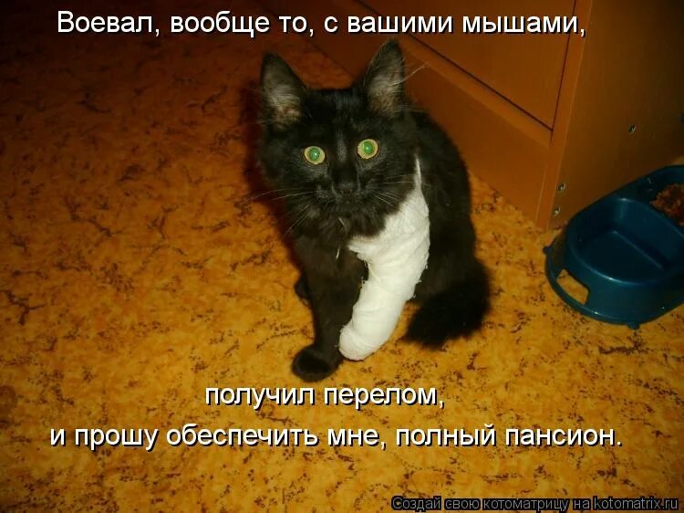 Васька упал. Кот васька. только черному коту и невезет. повезло кот. черный кот васька.