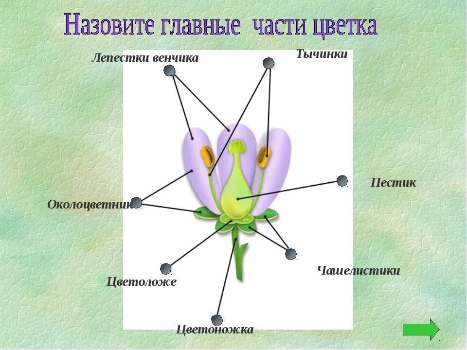 Обычно венчик окружен б состоящей из чашелистиков. Чашелистики пестик тычинки венчик. Части цветка пестик биология 6 класс. Схема пестика и тычинки строение. Строение и функции стерильных частей цветка: чашелистиков, лепестков..