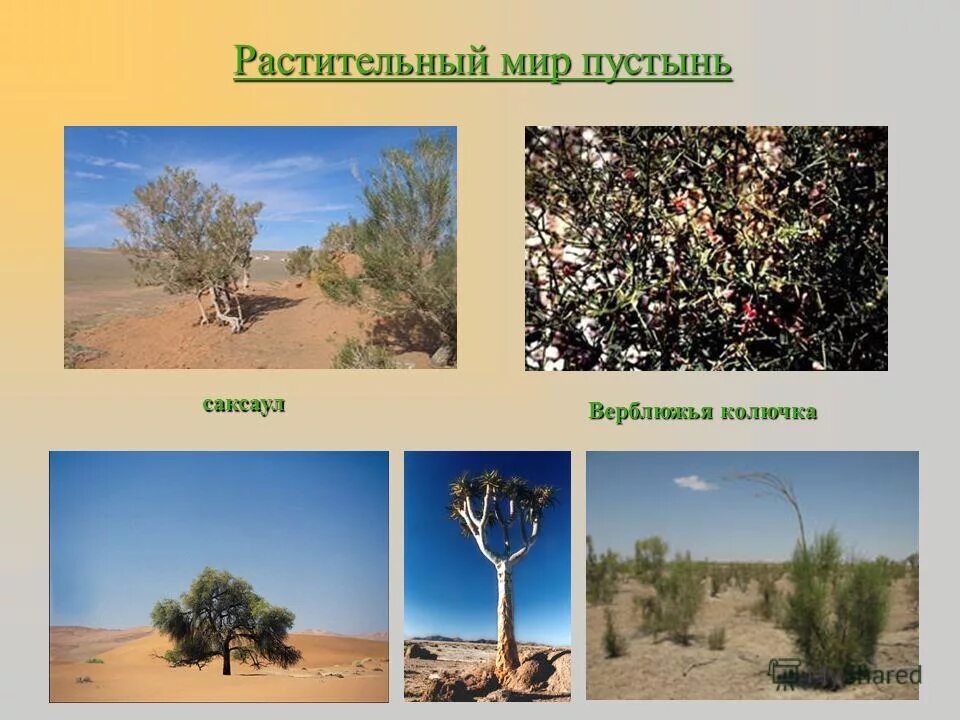 растения и животный мир пустынь африки. животные и растения пустынь. пустыни растительность и животный. пустыни и полупустыни африки растения и животные. растительность пустынь и полупустынь африки.